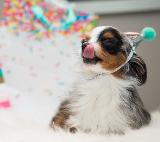 Puppy Cake